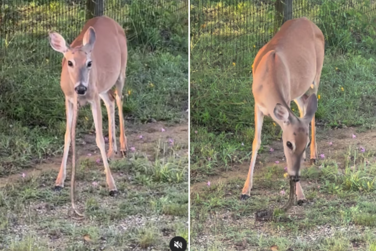 Snake Eats Deer