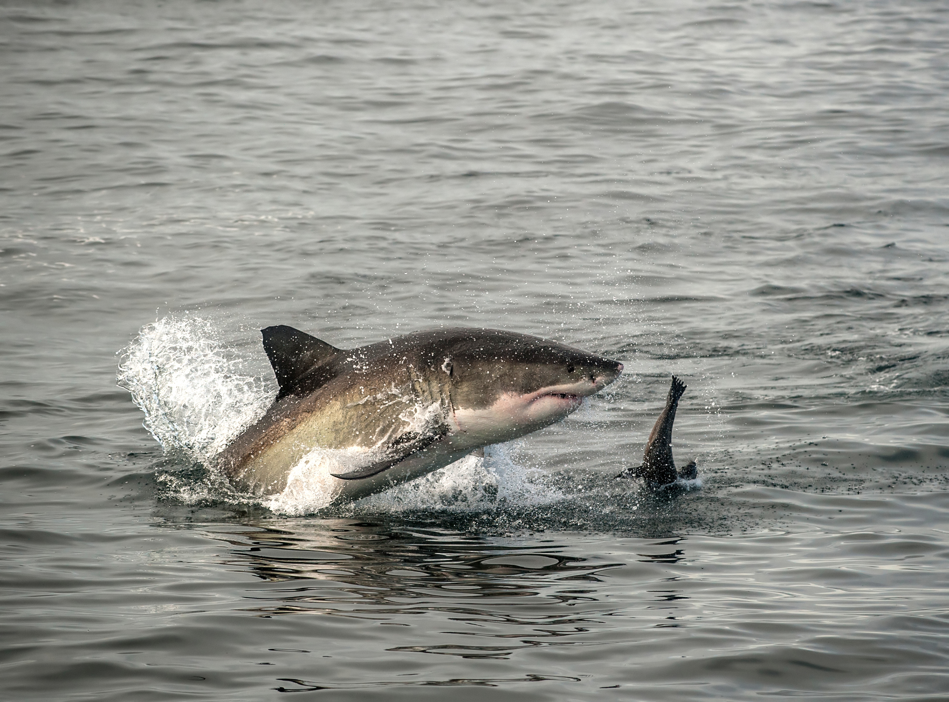 pictures of sharks attacking people