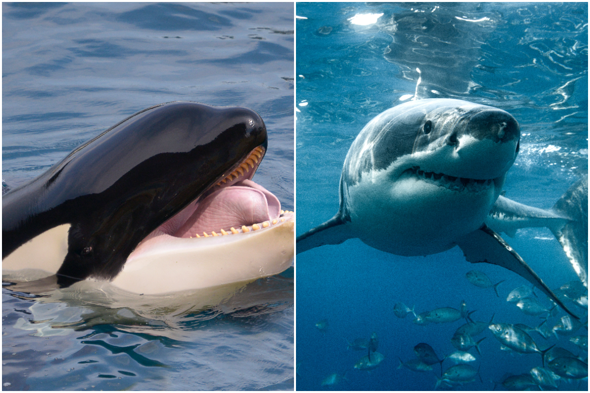 Orcas and Sharks Face to Face Once Again off Cape Cod - 'Newsweek' News ...