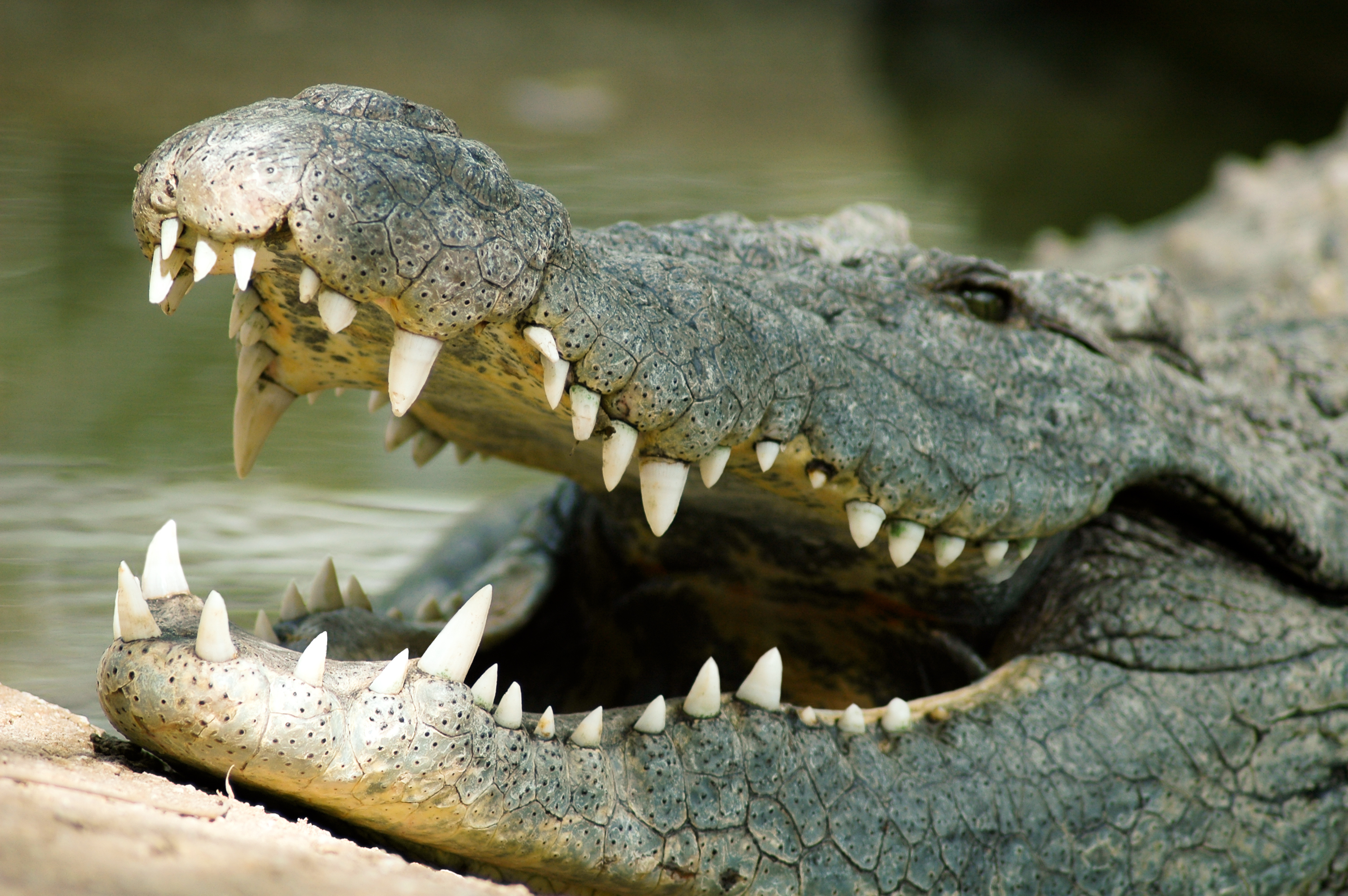 Crocodile Beaten to Death After Killing Young Boy