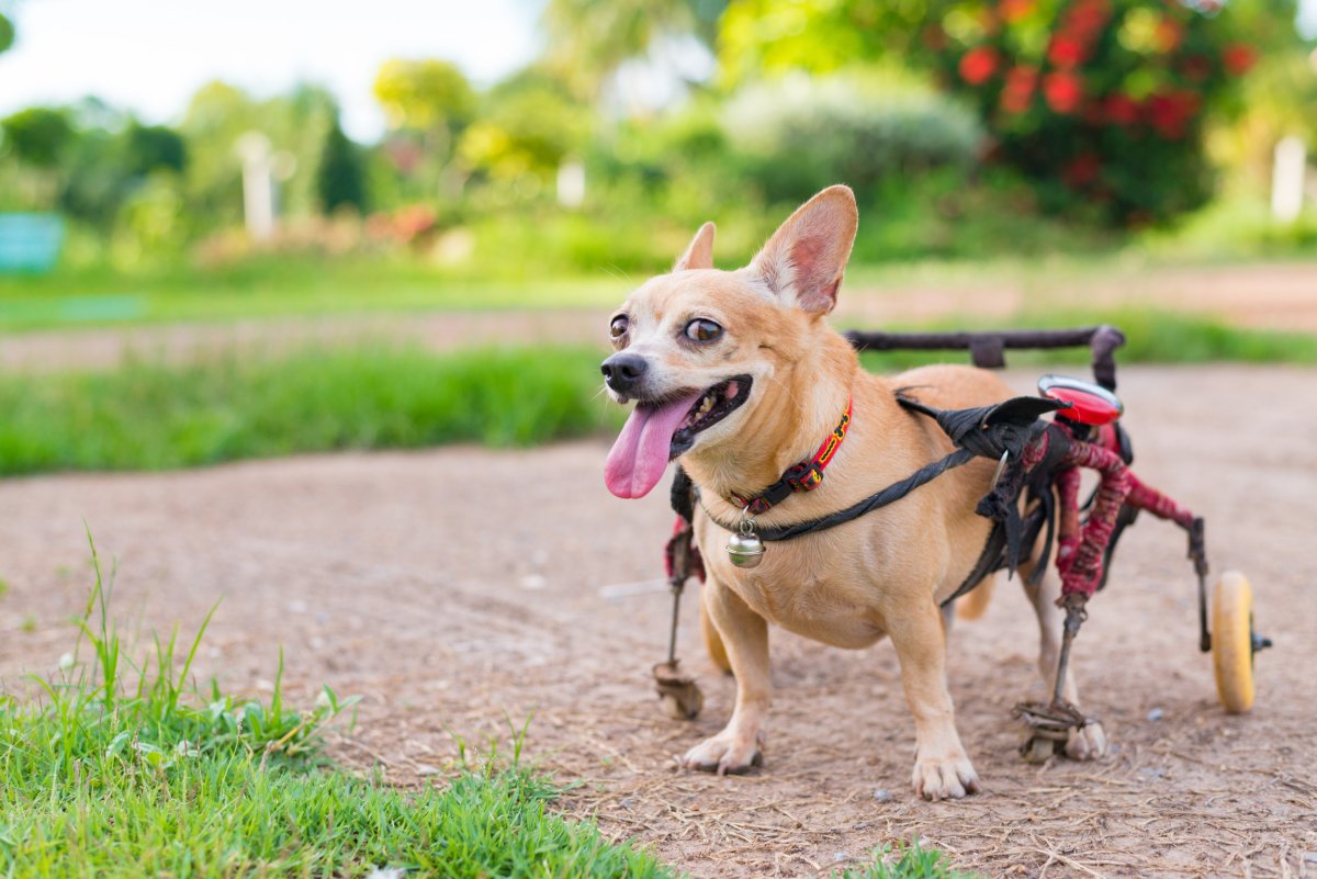 Disabled dog