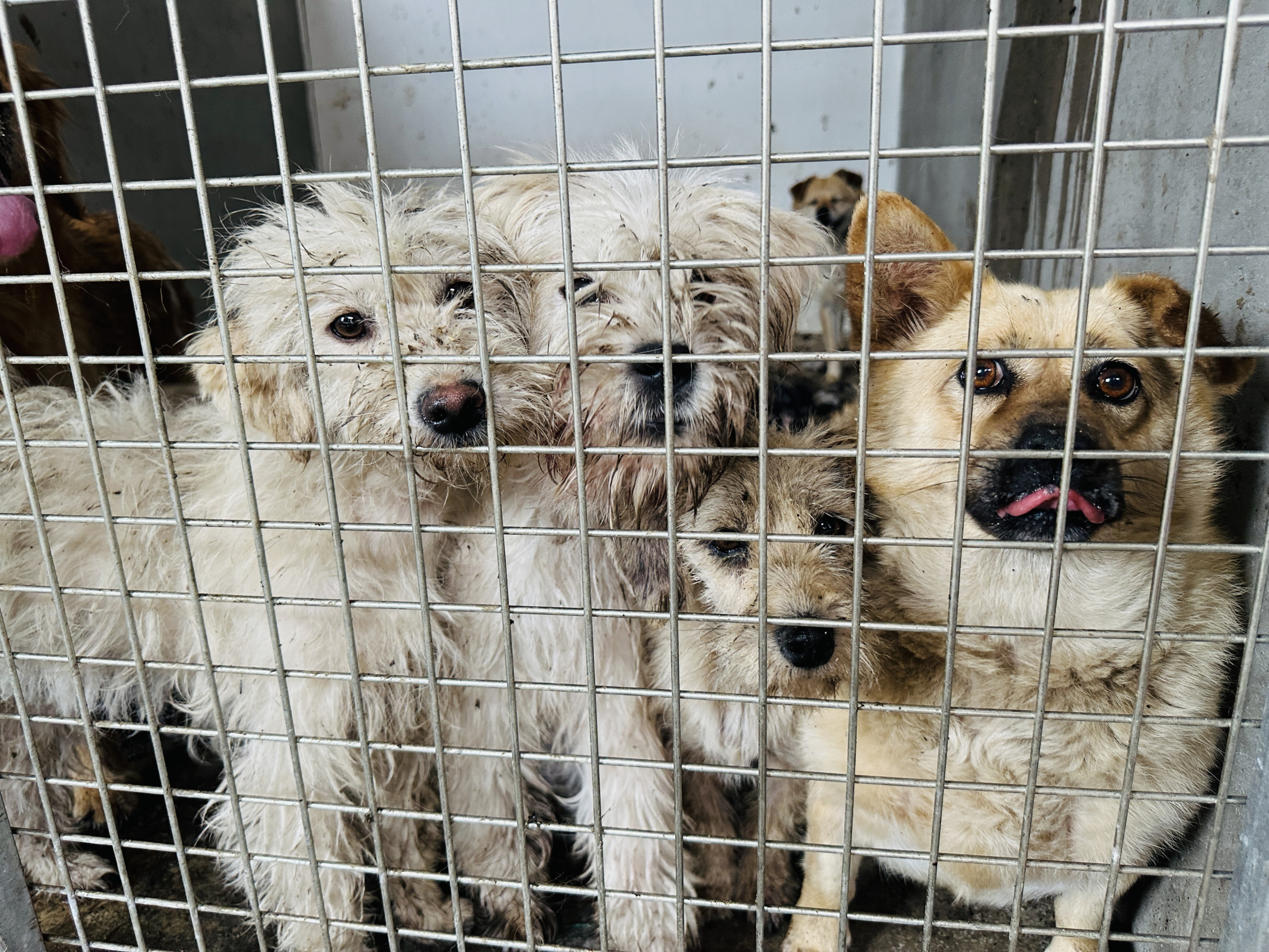 Traumatized Dogs Rescued From Being Eaten in Yulin