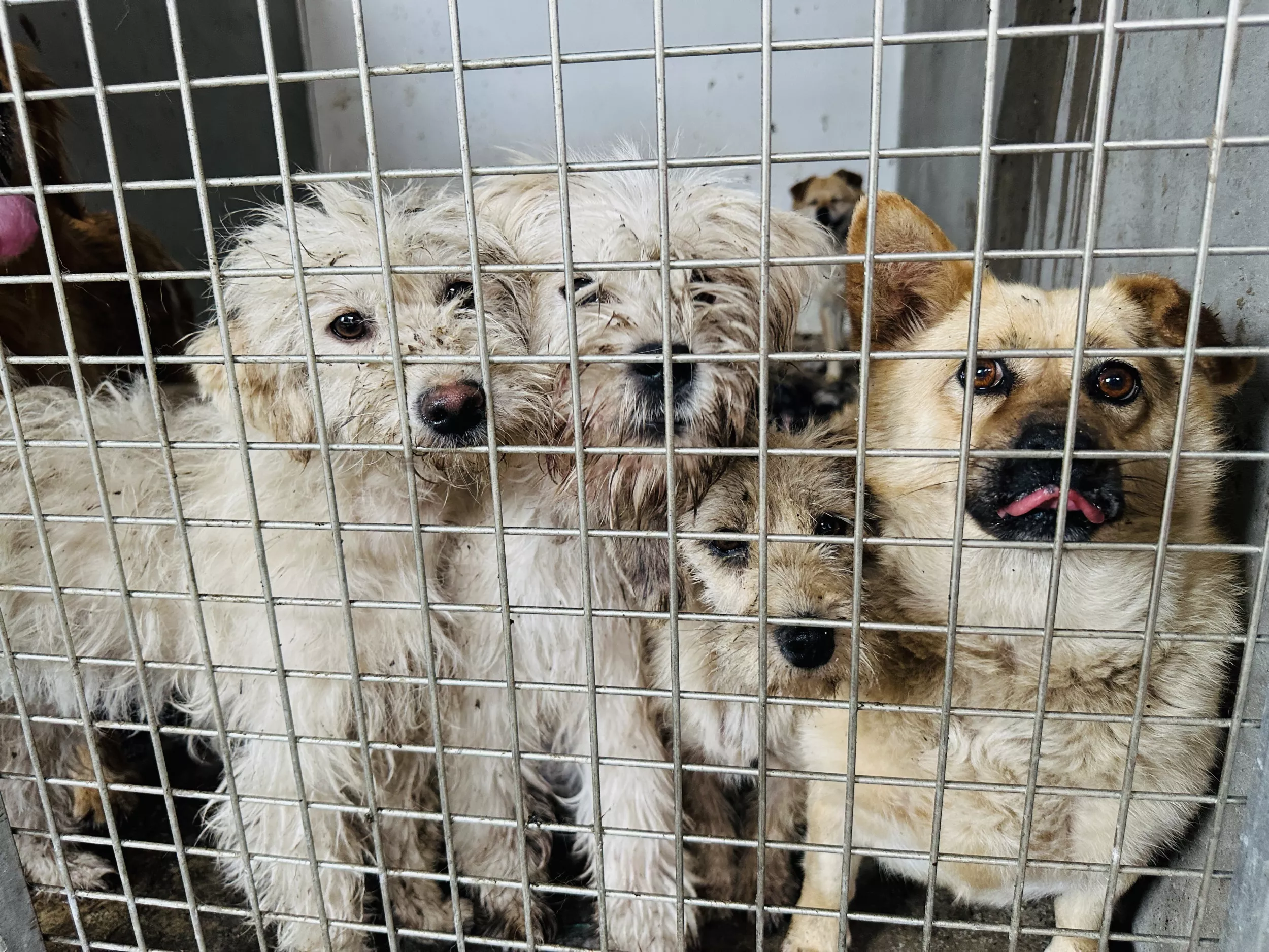 Dogs Rescued From Slaughterhouse 'Moments Away From Being Killed' - Vimarsana News