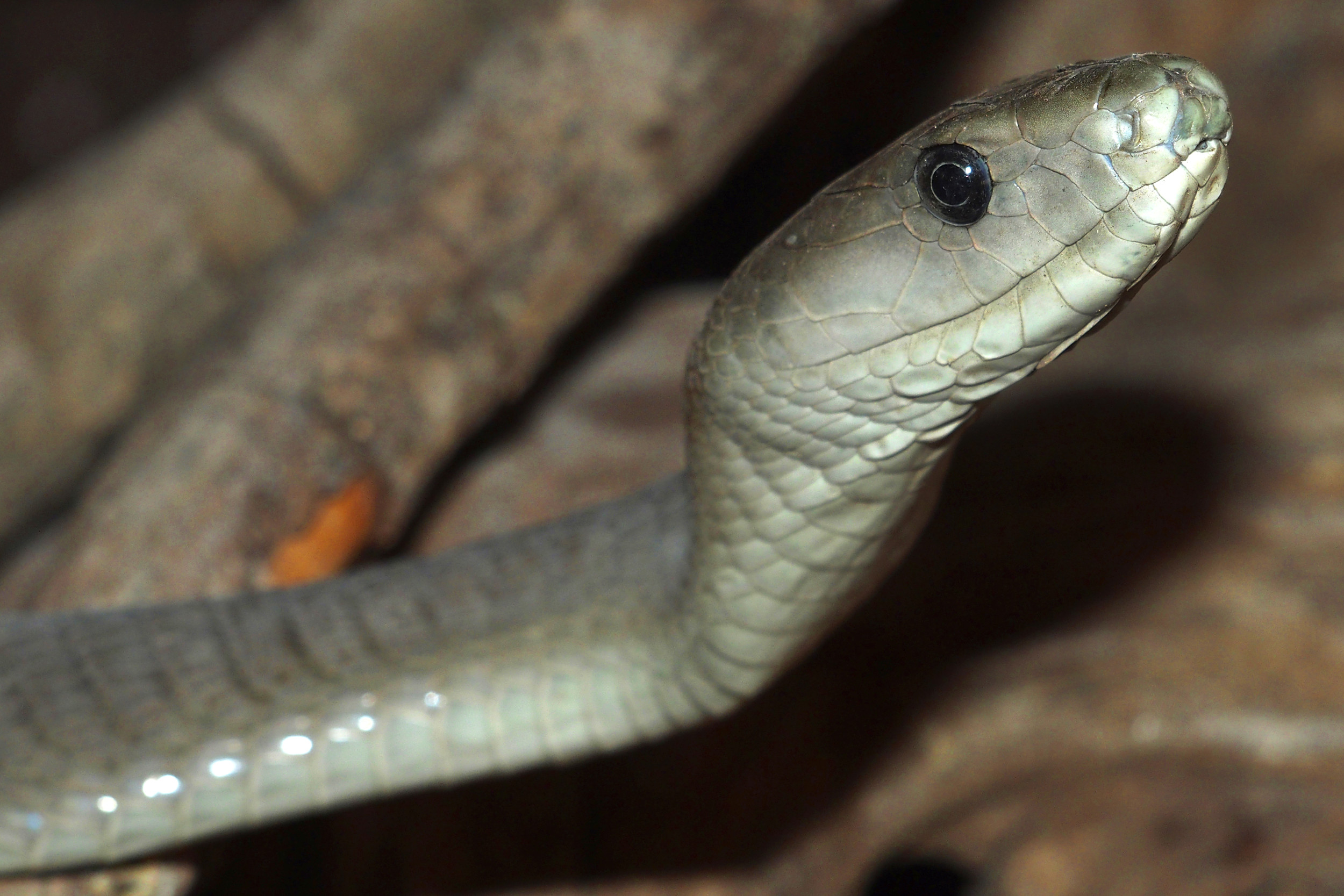 Woman Spots Deadly Black Mamba Peeking Through Ceiling