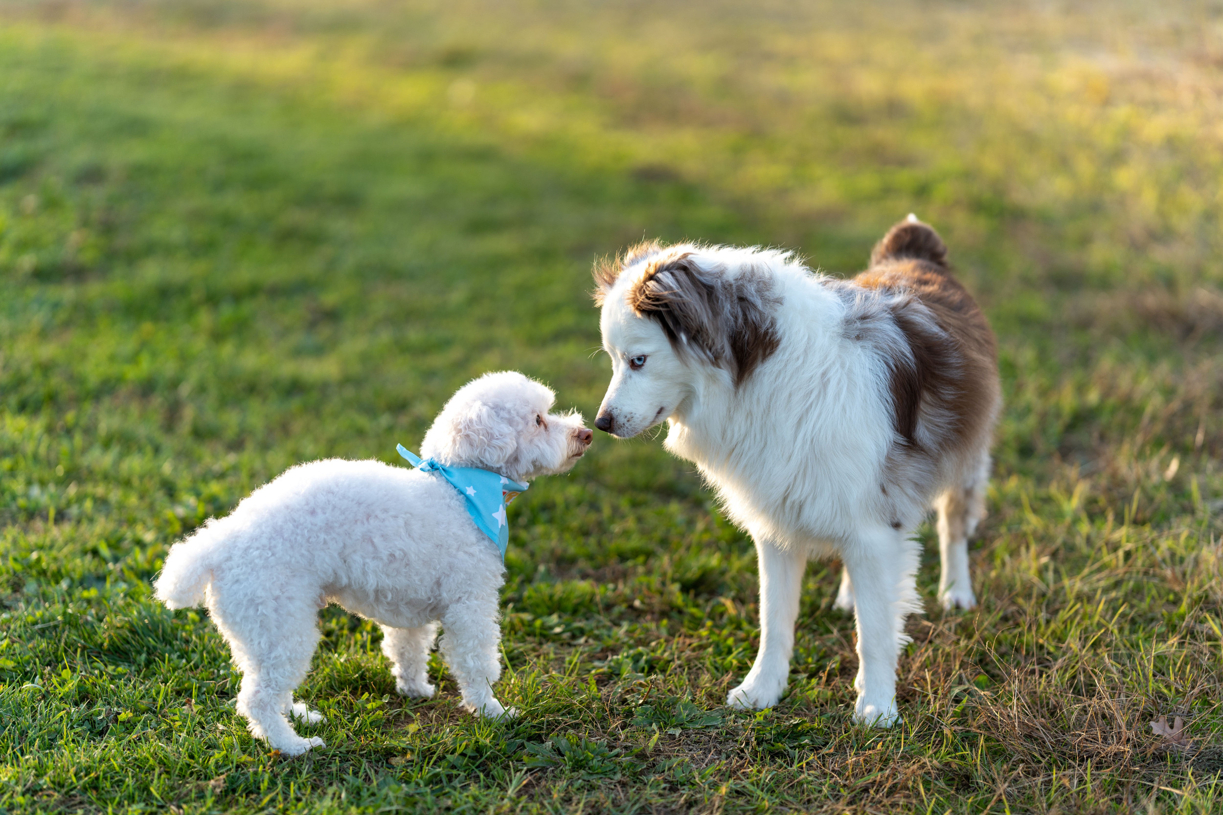 Dog Caught Letting Her Intrusive Thoughts Win While Playing With Foster Pup - Vimarsana News