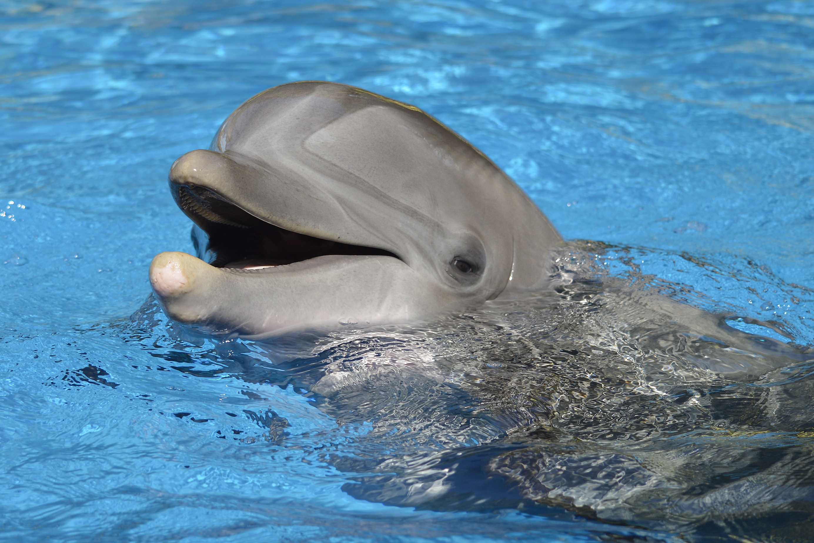 dolphin news today florida