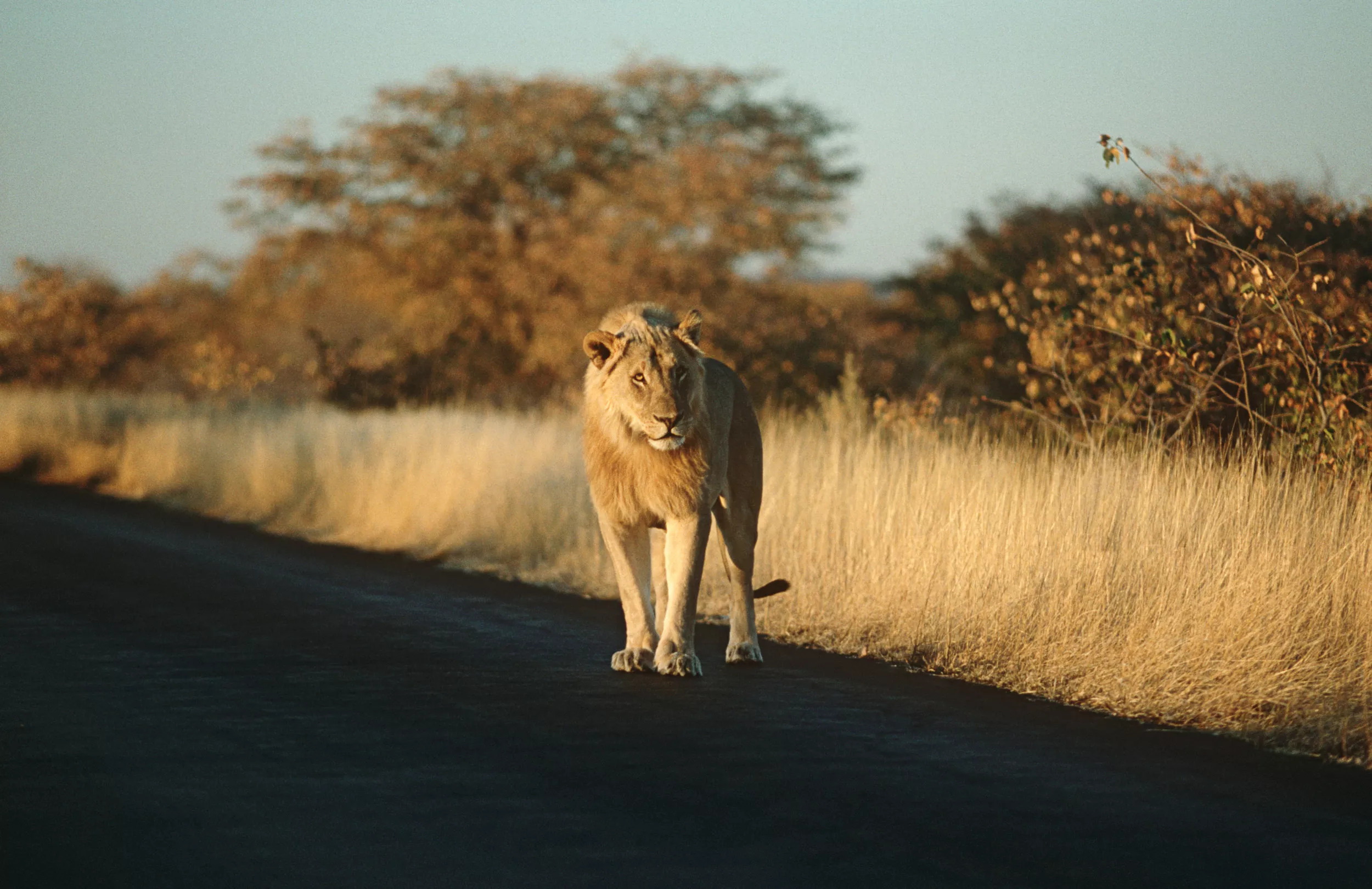 Oldest Lion in South African Park Spotted Battling Out His Last Days -  Newsweek