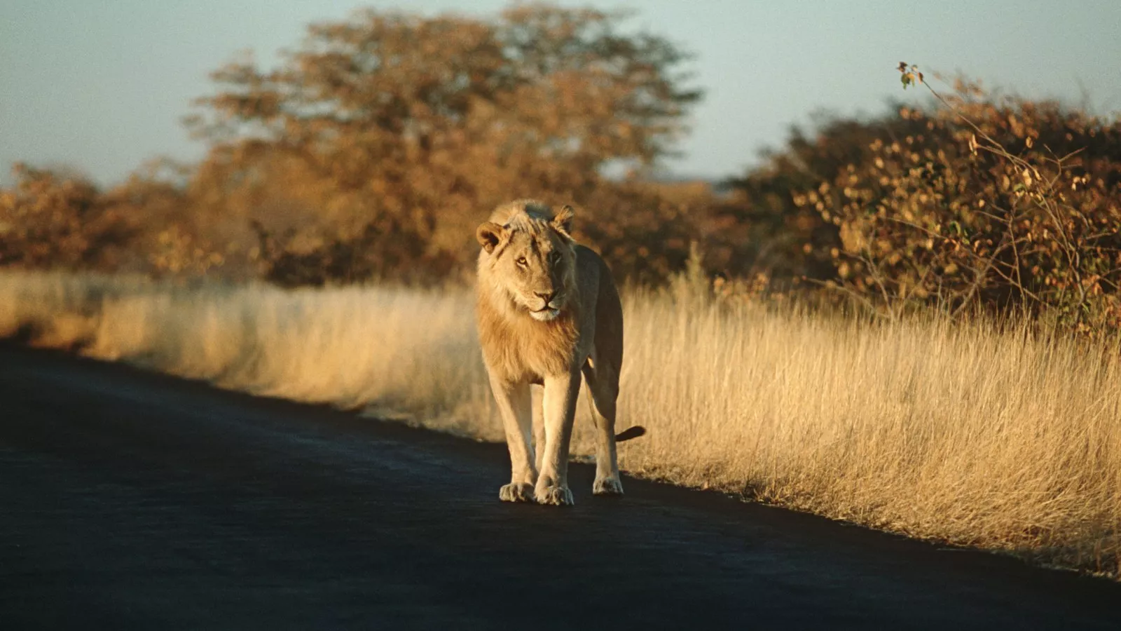 Oldest Lion in South African Park Spotted Battling Out His Last Days - Newsweek