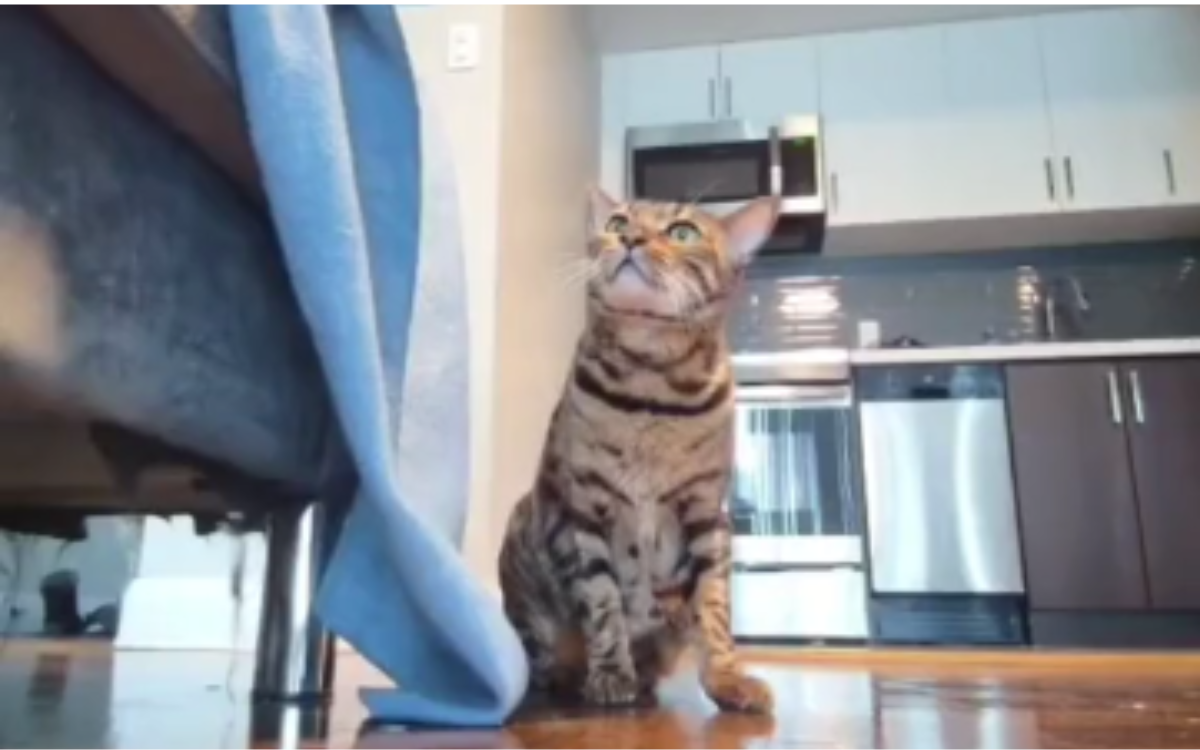 A Bengal cat looking off at something.