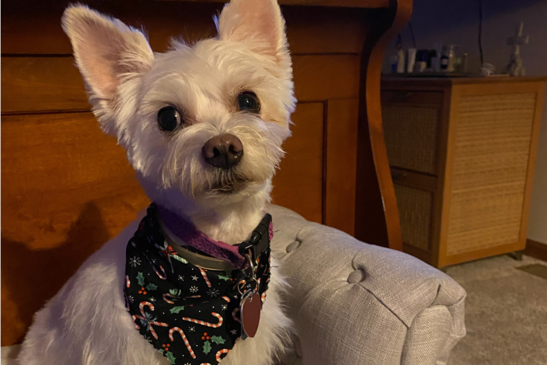 Benny the dog