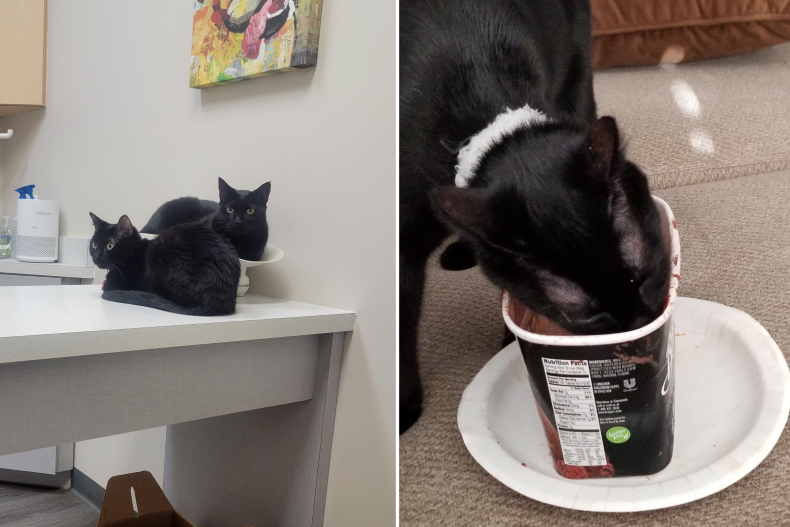 Blackie and Spooky the cats