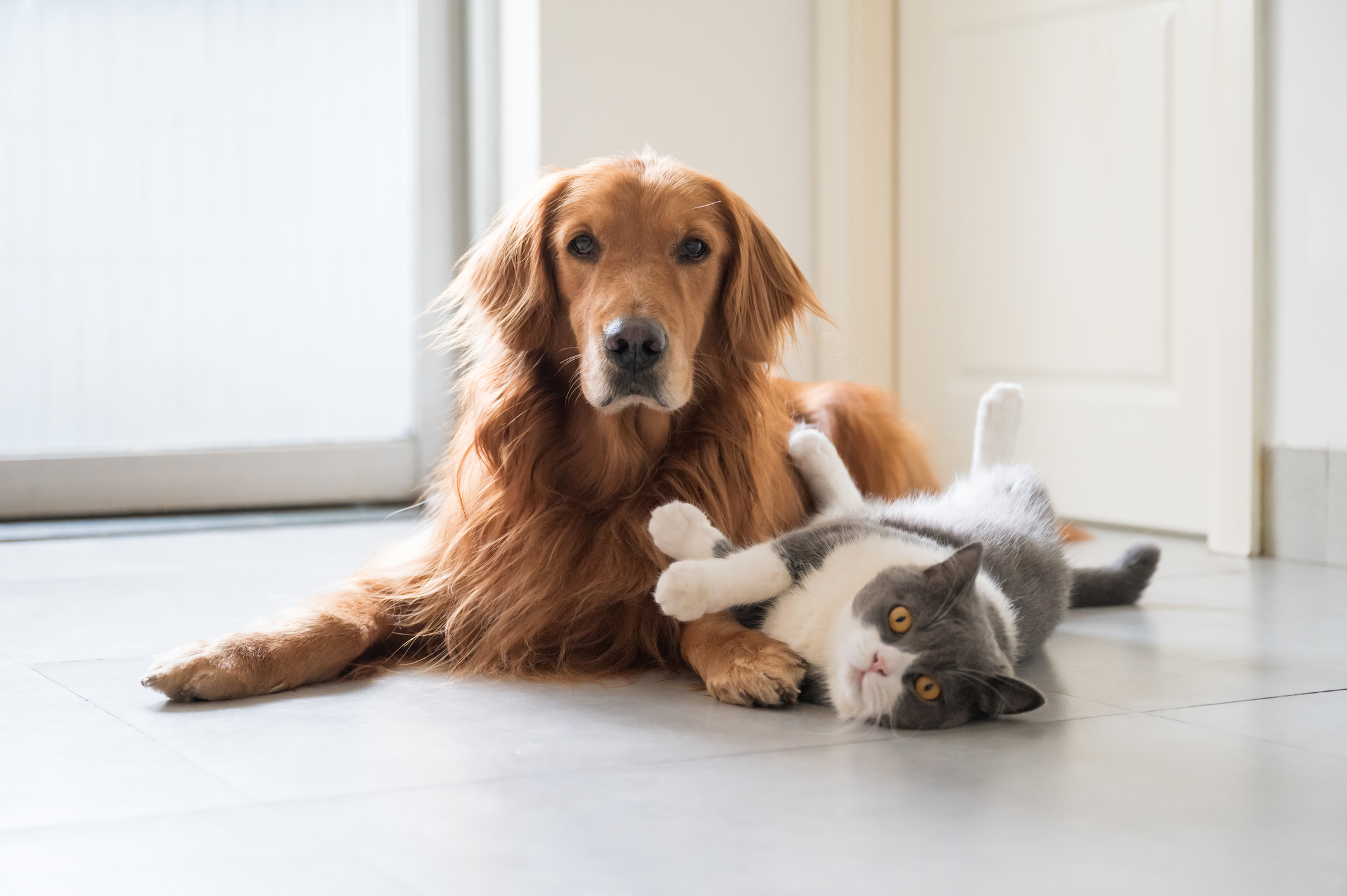 Cat Uses Dog's Paw as Head-Scratcher in Hilarious Clip: 'Forced ...