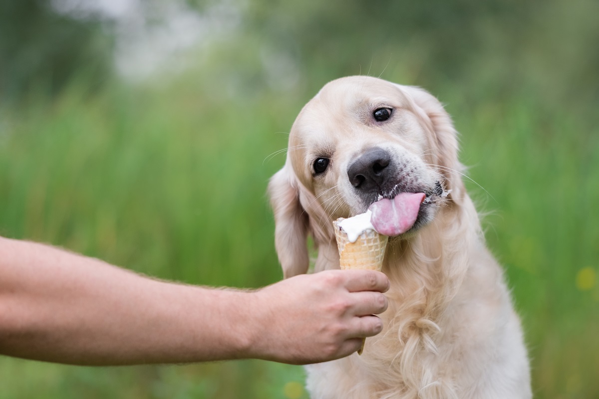 Golden retriever 2024 puppy eating