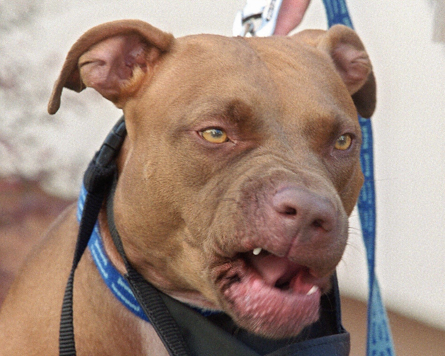 Video Shows Man Confronting Dog Walker After Pet Fatally Stabbed