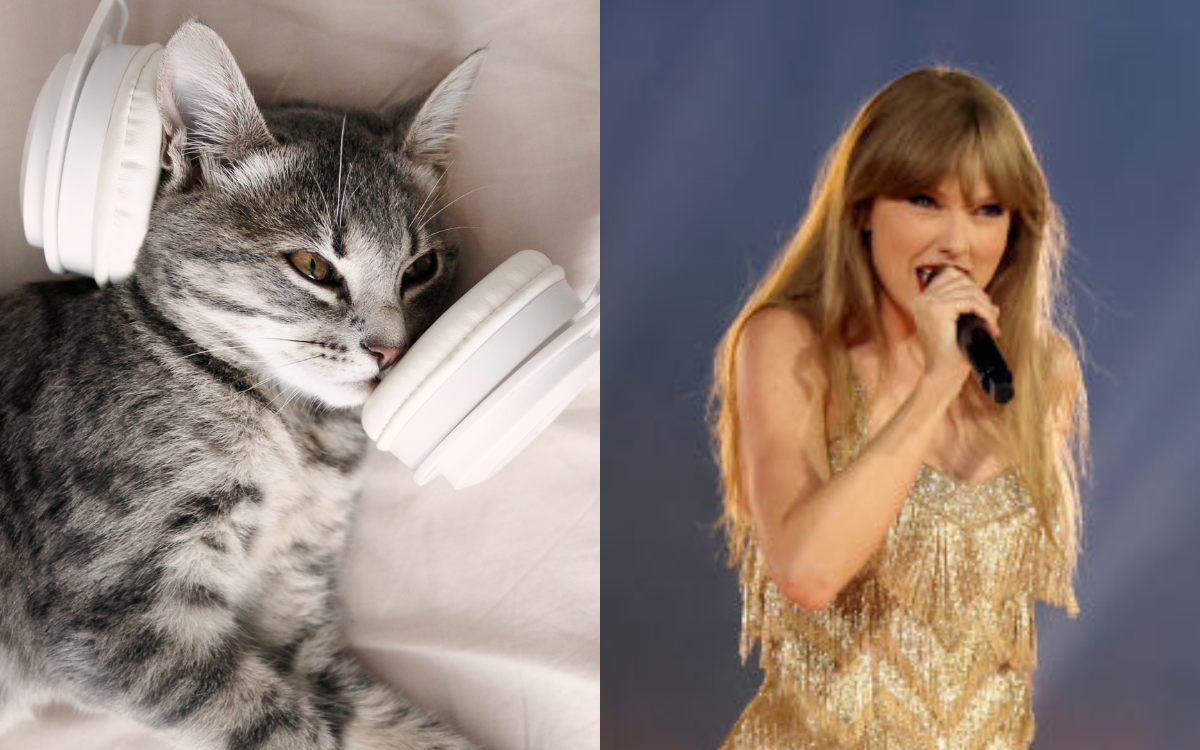 A cat and Taylor Swift.
