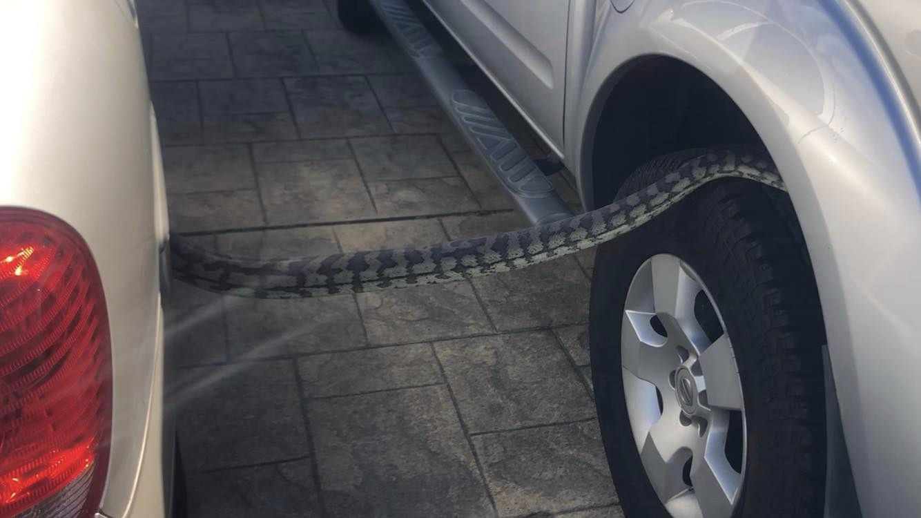 Shock as Man Finds Snake So Huge It Was Laid Across Two Cars on His Drive