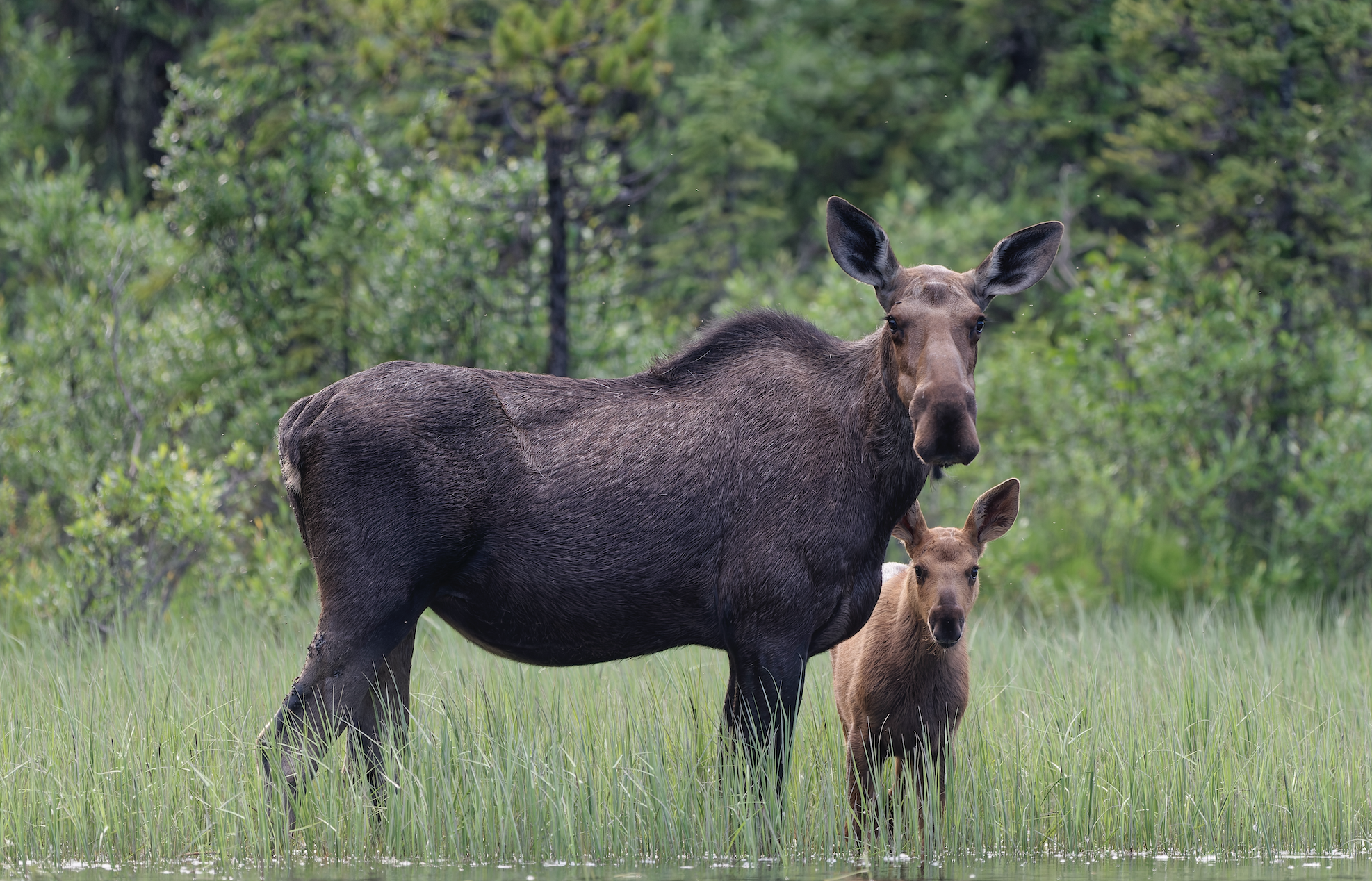 Male And Female Moose