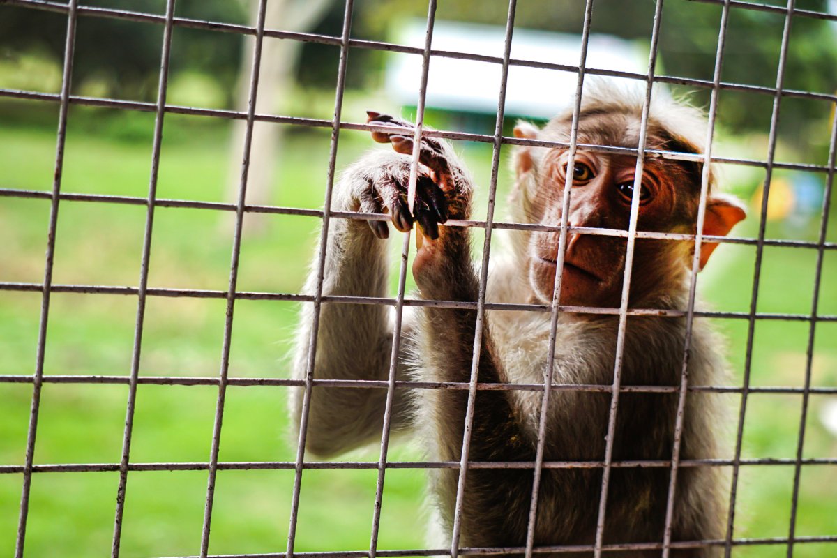 macaque monkey behind bars