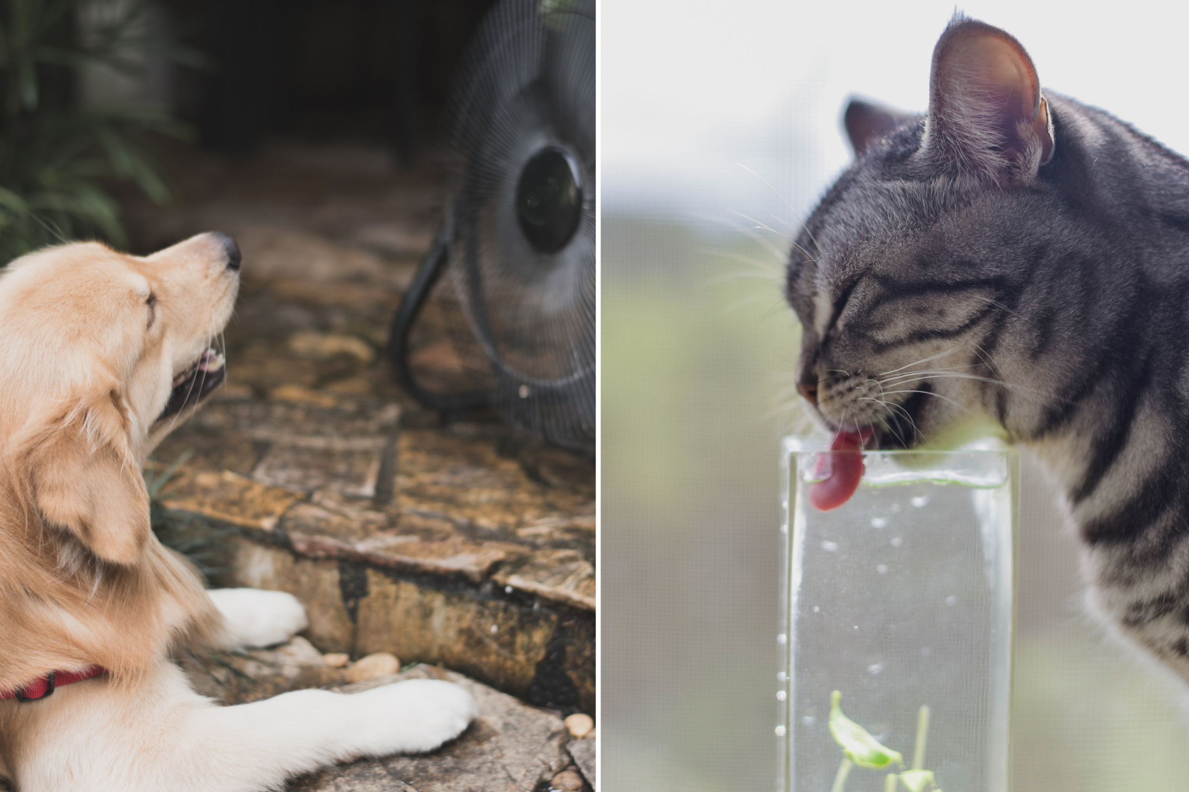 Vet Reveals How to Spot Signs of Heatstroke in Pets