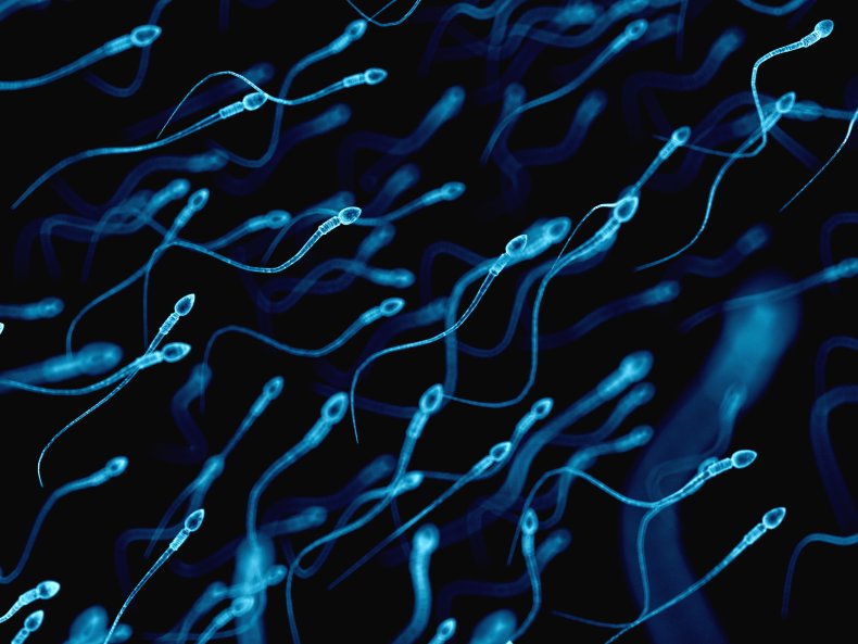 sperm cells