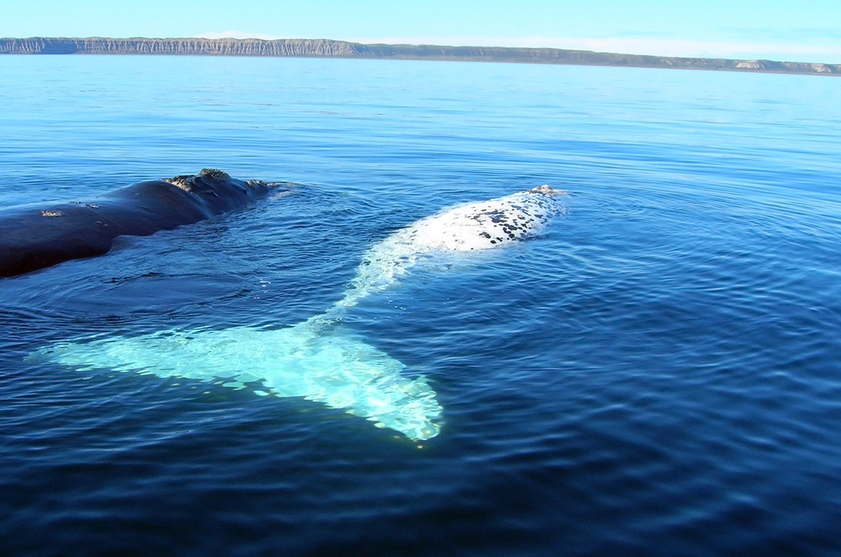 Albino Whale Spotted Near Coast Might Be Famous Humpback Migaloo