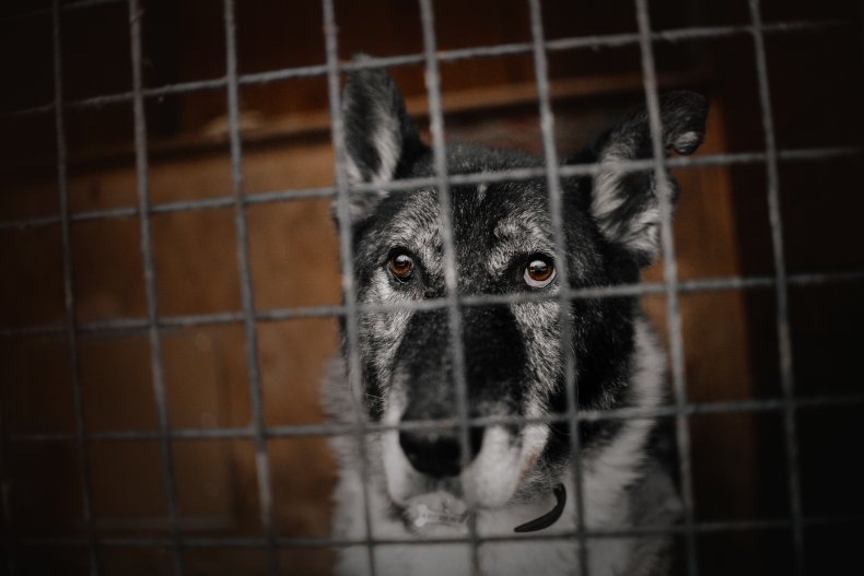 Dog seen in cage at animal shelter.