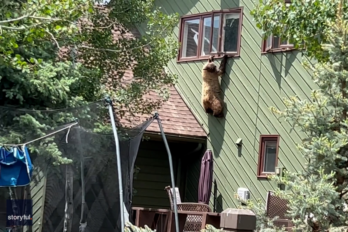 A bear hanging from a home window