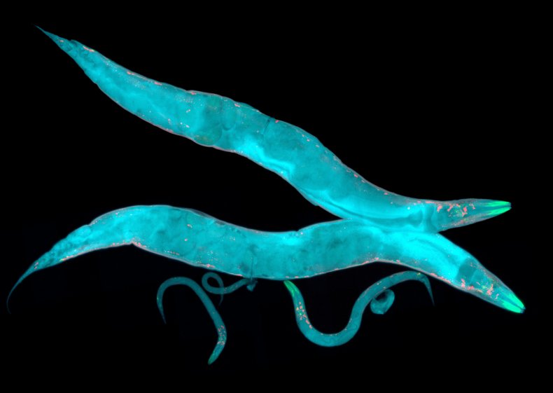 Caenorhabditis elegans