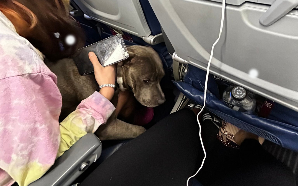 Woman Refuses to Give Up Seat on Plane for &lsquo;Emotional Support 