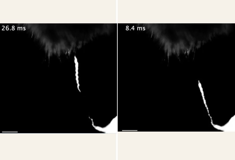 Graphic of c. elegans jumping