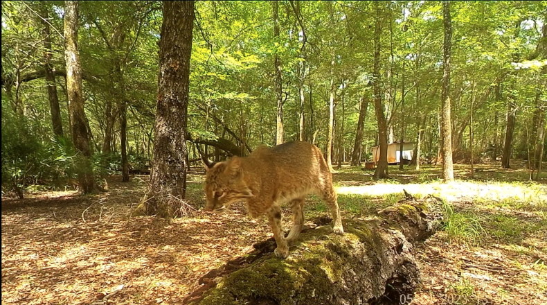 three-legged bobcat