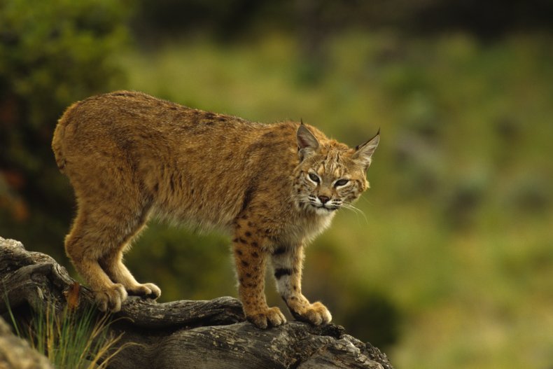 bobcat