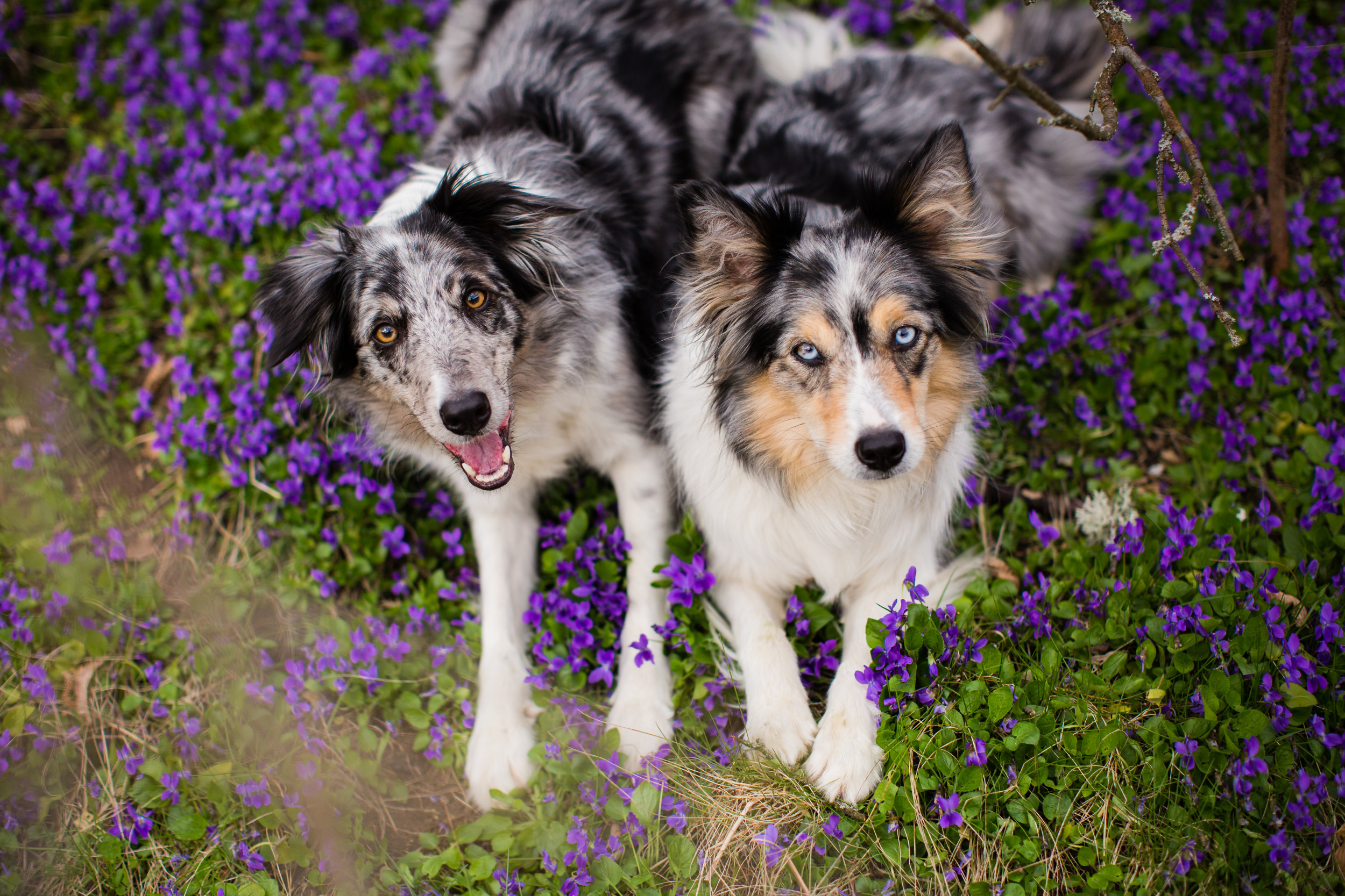 Honey sales border collie