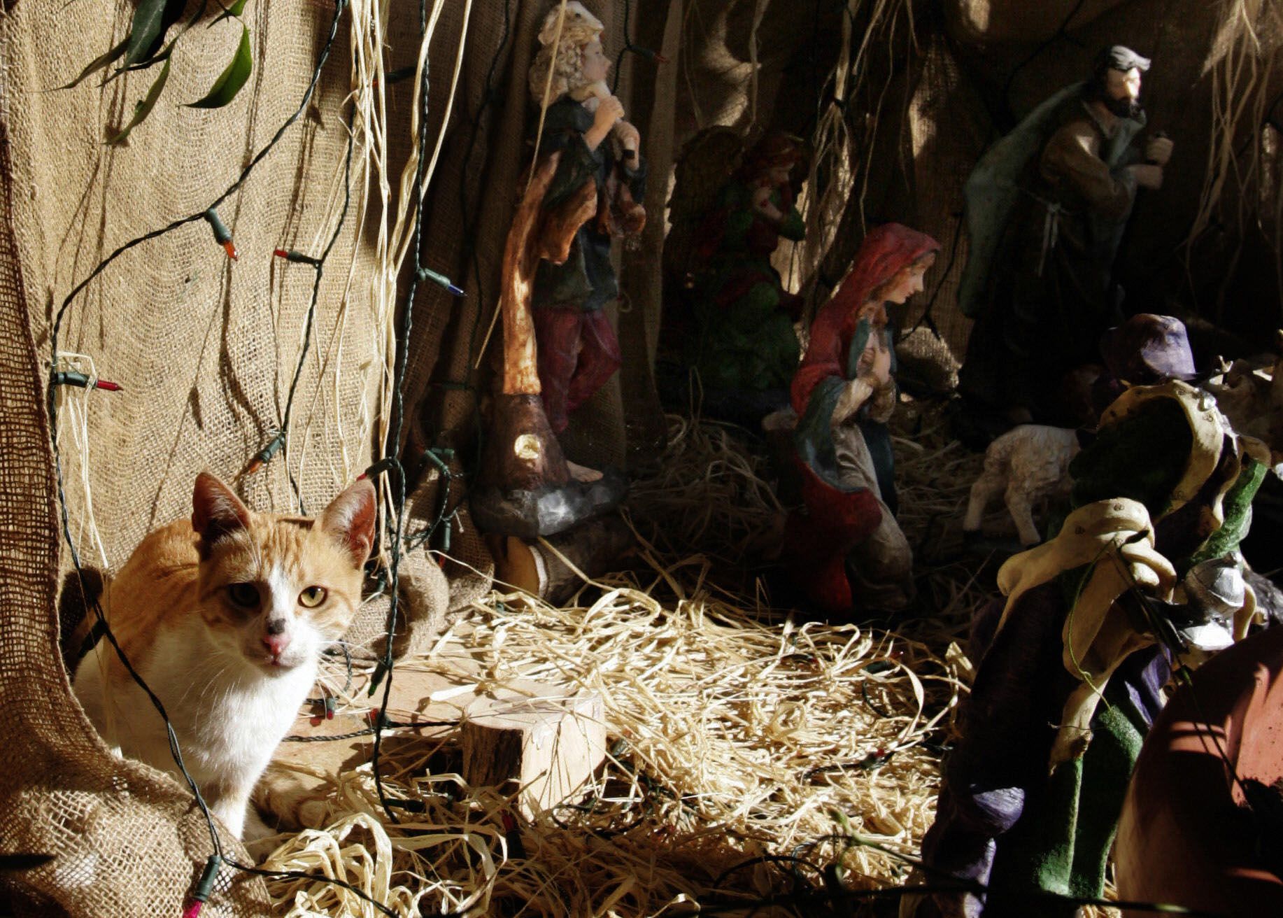 Cat shop in nativity