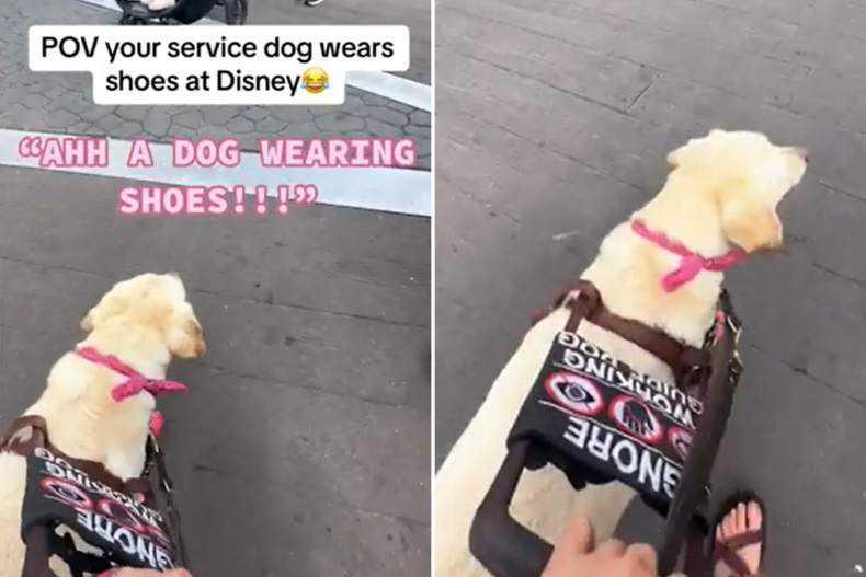 Watch Child’s Hilarious Response to Golden Retriever Carrying Footwear at Disney
