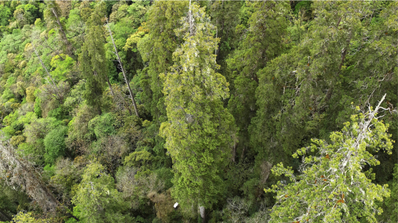 tall tree