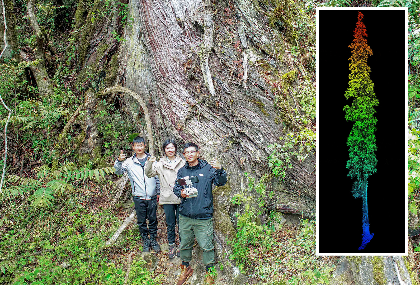 Tree As Tall As Statue Of Liberty Discovered In World s Deepest Canyon 