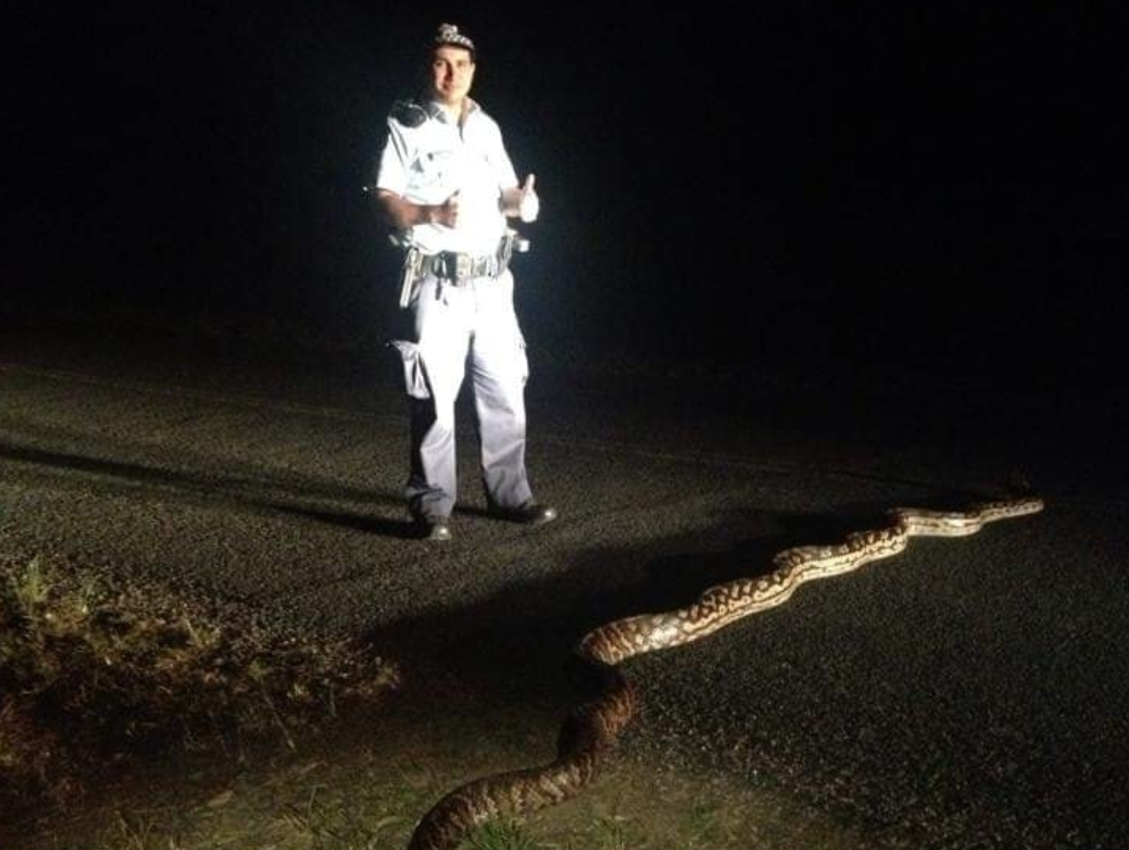 Size of huge python crossing the street shocks internet: ‘I’d move state’