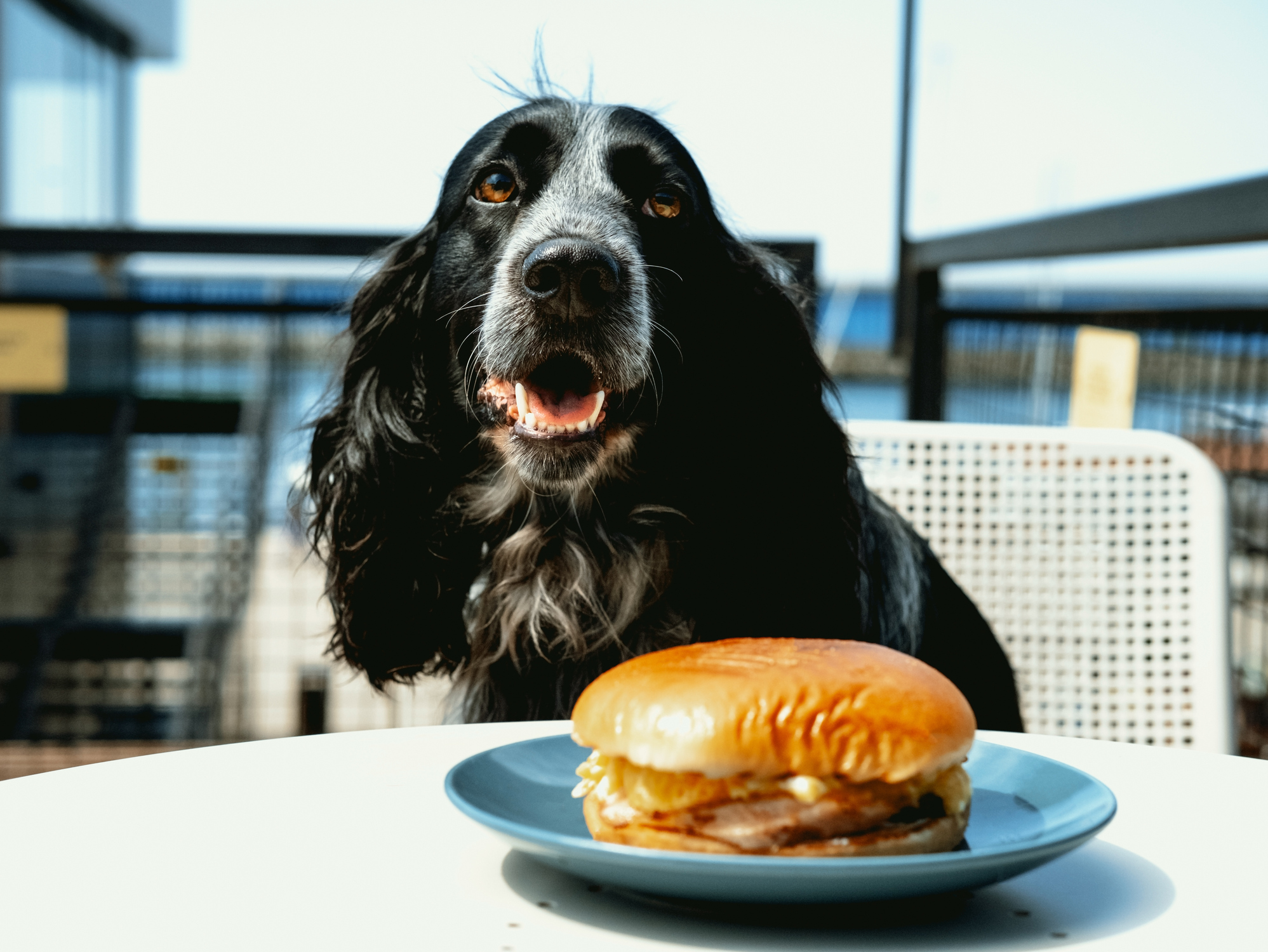 What can you outlet feed a dog