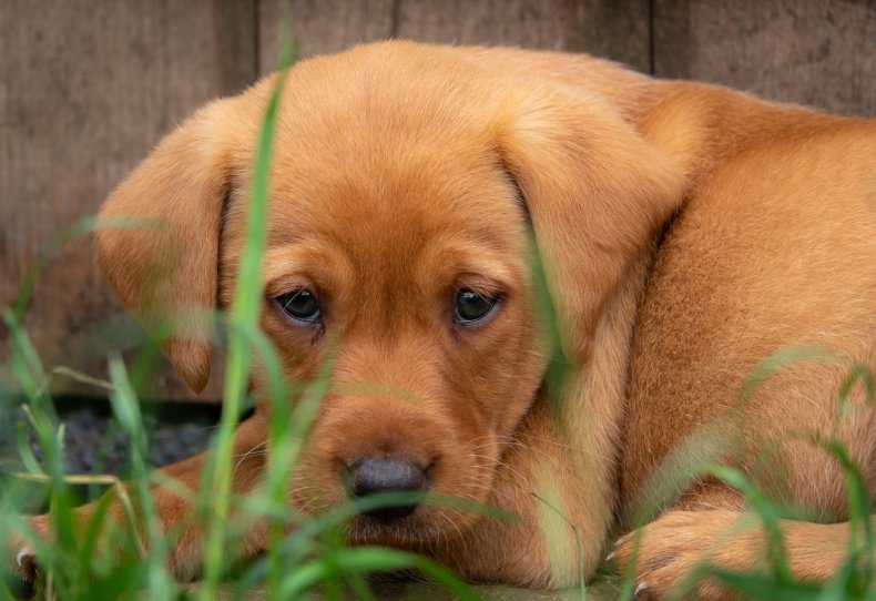 Fox red labrador puppy