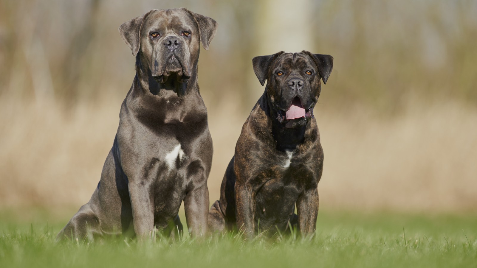Shock Over Cane Corso Reacting to Suspected Intruder: 'Guard Dog