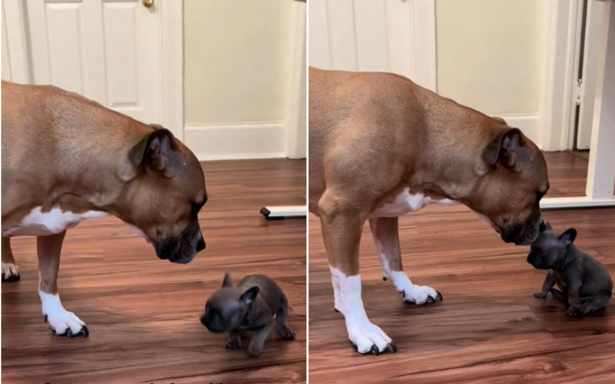 Foster Puppy Excitedly Plays With Dog for First Time in Adorable Video