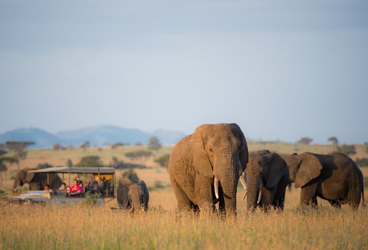Safari Elephants