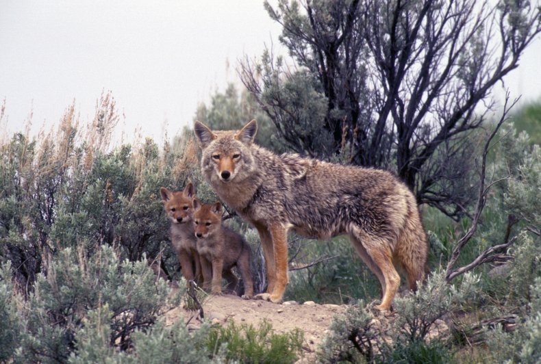 coyote family