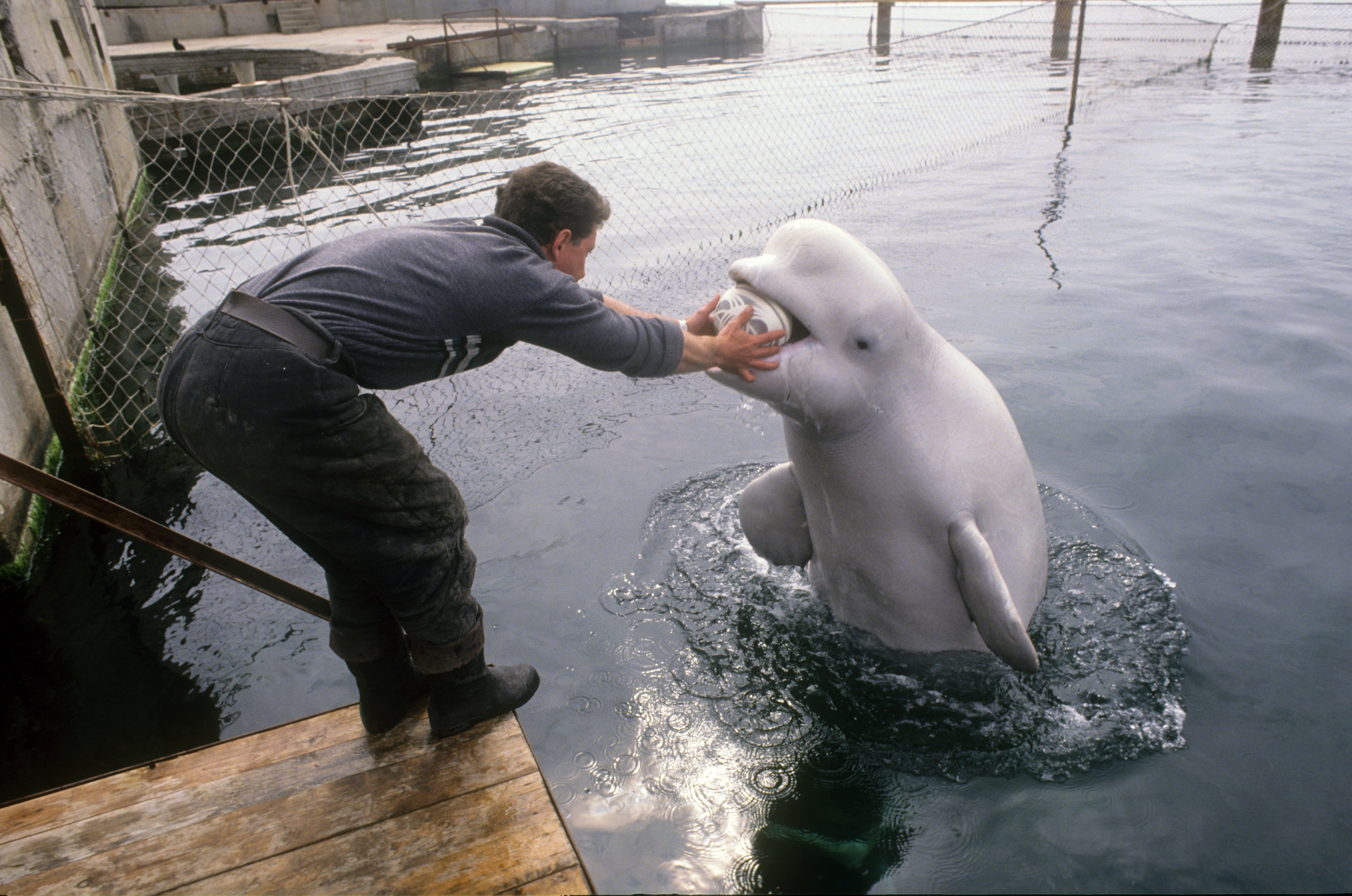 Russia Is Doubling its Dolphin Army to Protect Crimea, Images Reveal