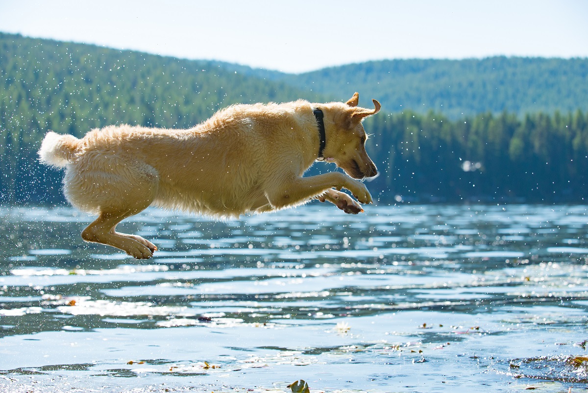 Diving labrador hot sale