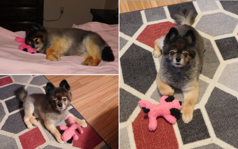 Giley the Pomeranian is a happy dog.