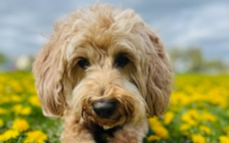 Ziggy the Labradoodle dog.