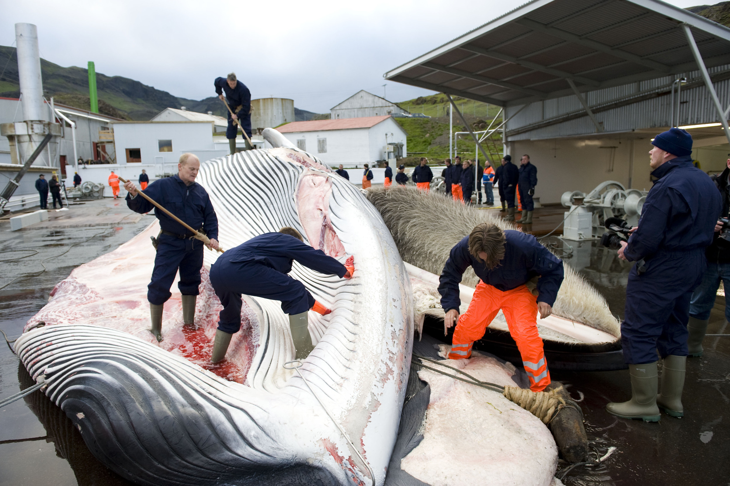 Photos: Mass Pilot Whale Death in Snæfellsnes, West Iceland