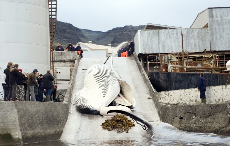 iceland whaling